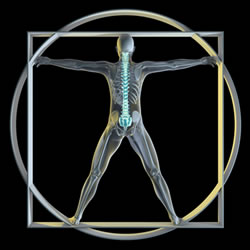 Huntsville, AL our chiropractic whole body